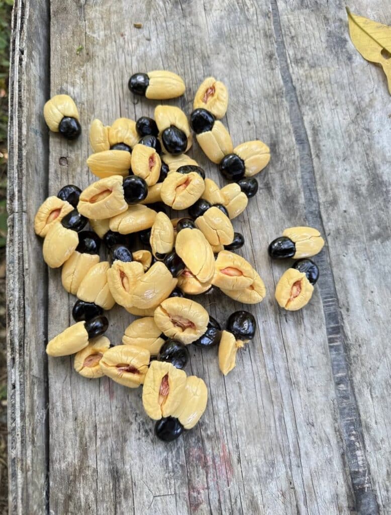 Fresh Jamaican ackee fruit with black seeds on rustic wooden surface