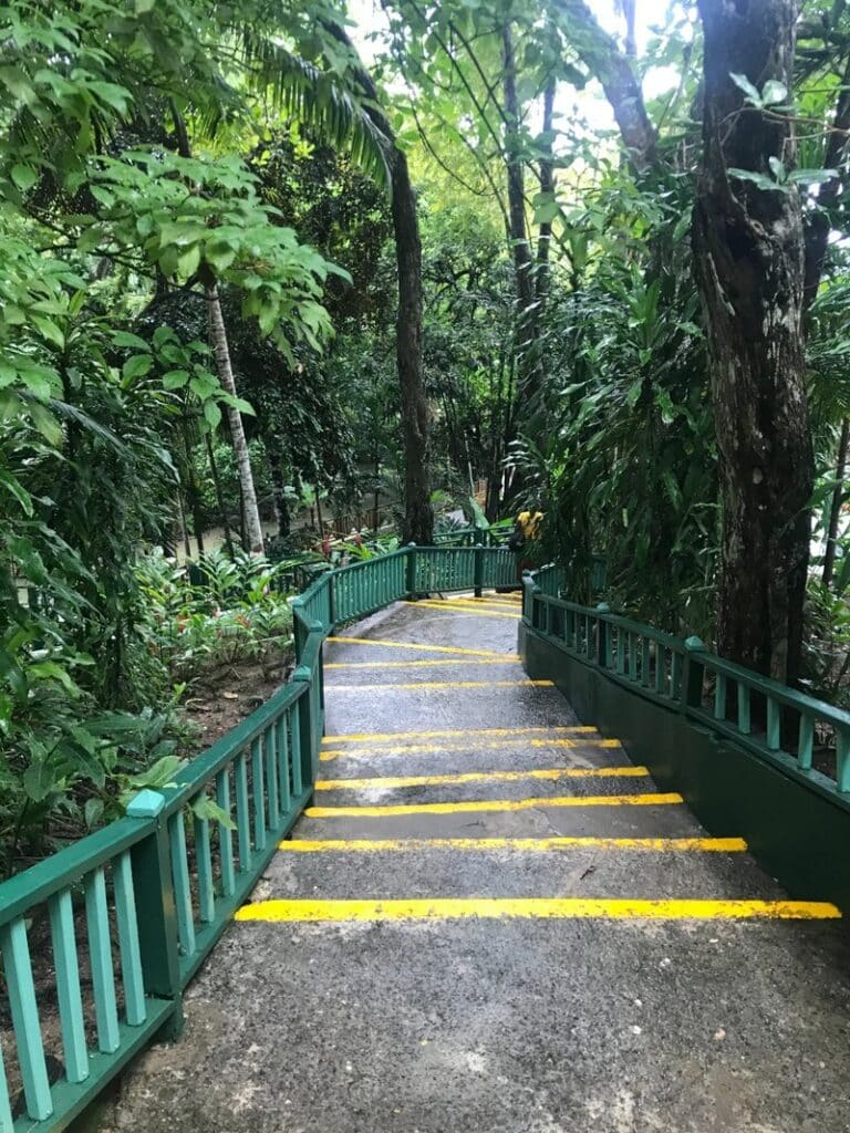 Jungle walkway and steps leading down to Dunn’s River Falls in Jamaica.