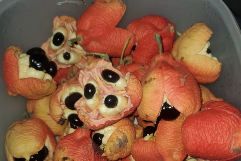 Ripe ackee fruit opened naturally on tree in Jamaica