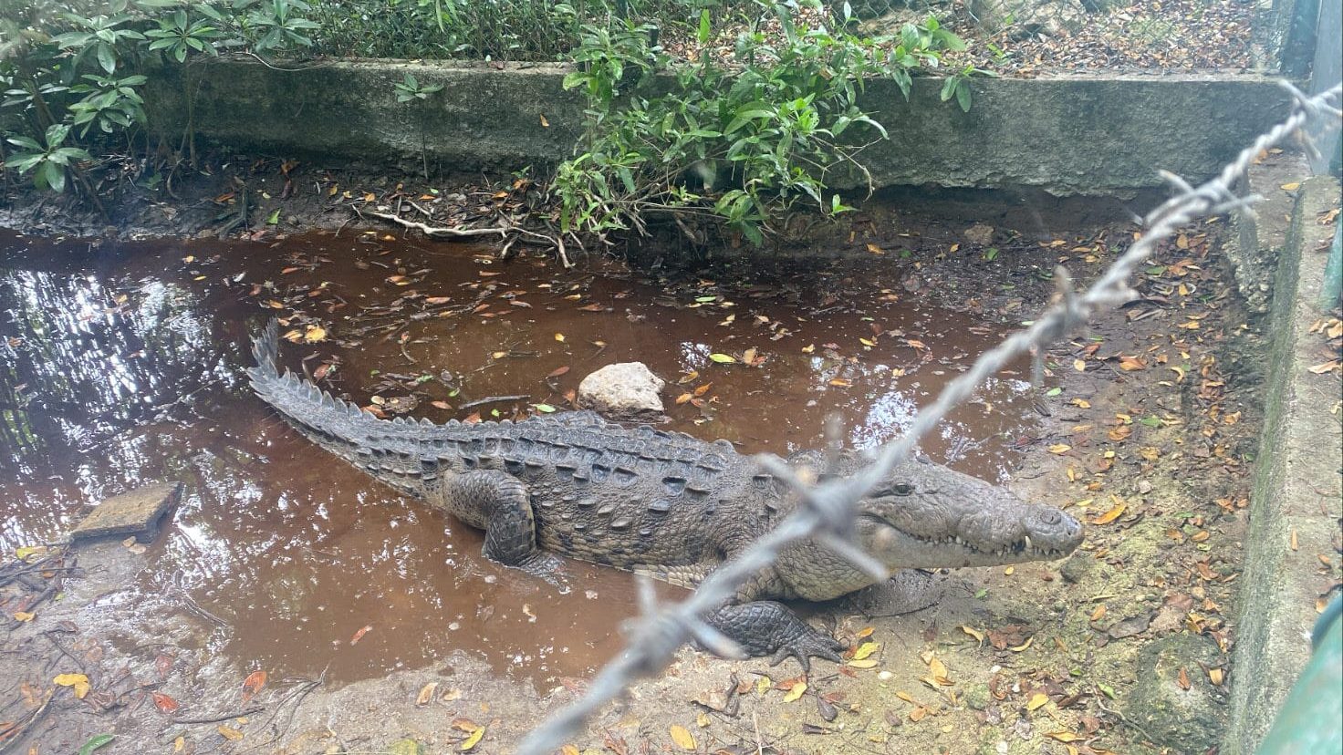 American crocodile Jamaica Swamp Safari Village Falmouth Trelawny