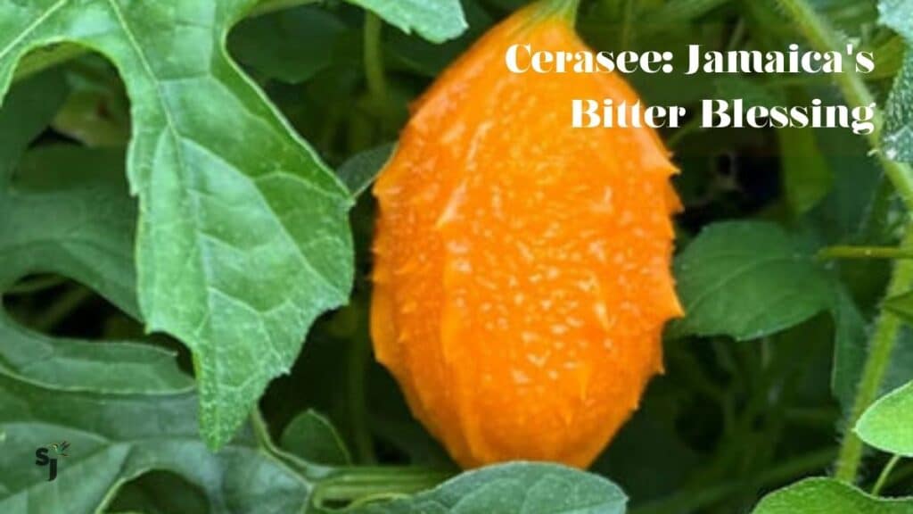 Ripe Jamaican cerasee fruit on the vine — the bitter bush at the heart of Jamaica's most trusted home remedy