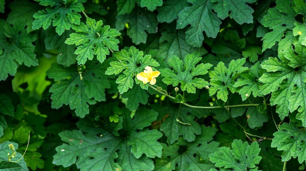 Jamaican cerasee vine with green leaves and small yellow flower growing wild