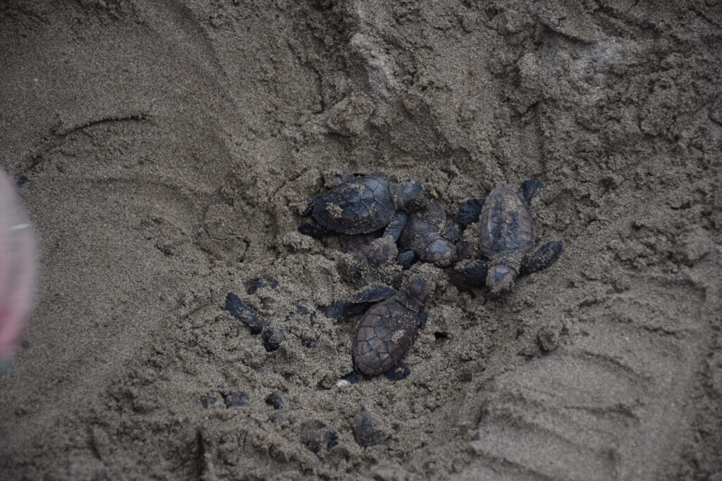 sea turtle hatchlings collected after hatching during a turtle release in Jamaica