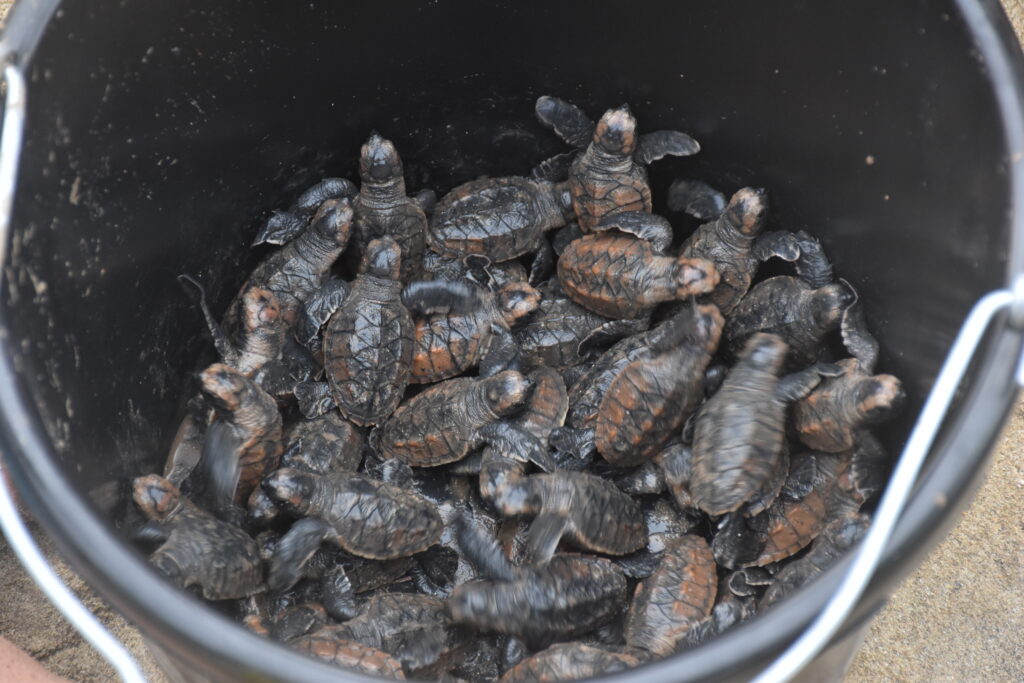 sea turtle hatchlings during a turtle release in Jamaica