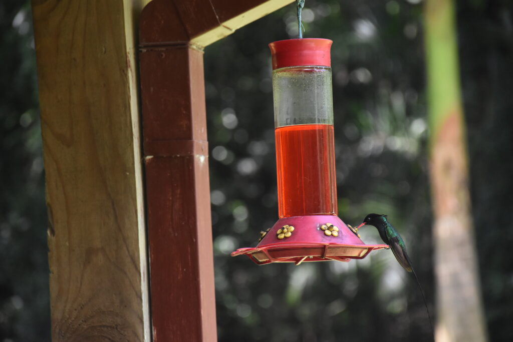 Doctor Bird (red-billed streamertail) feeding from a nectar feeder at YS Falls in Jamaica. The Doctor Bird is Jamaica's national bird and one of the official Jamaica national symbols