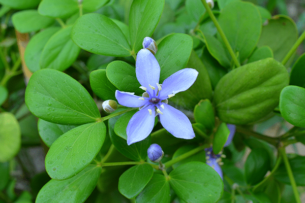 Lignum Vitae flower, Jamaica's national flower and one of the official Jamaica national symbols.