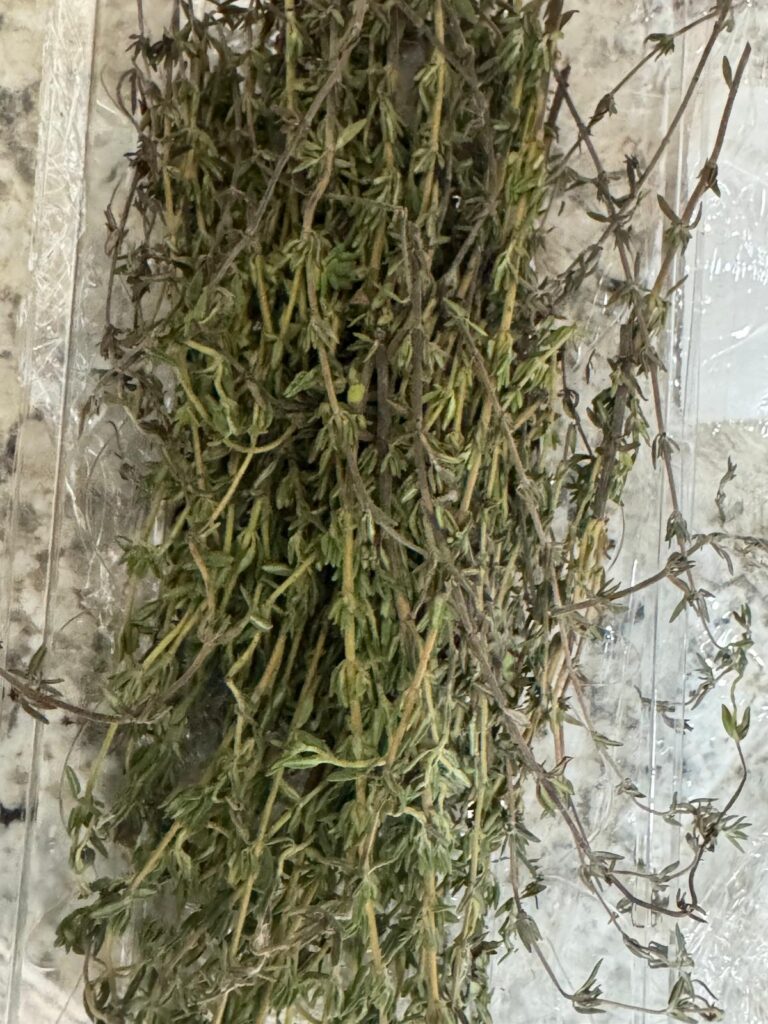 Bundle of fresh Jamaican thyme with stems and leaves, tied and ready for cooking