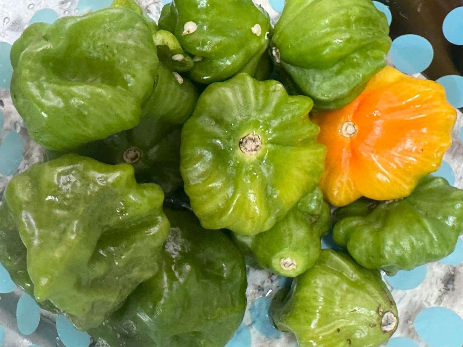 Fresh scotch bonnet peppers, green and ripening orange, in a colander